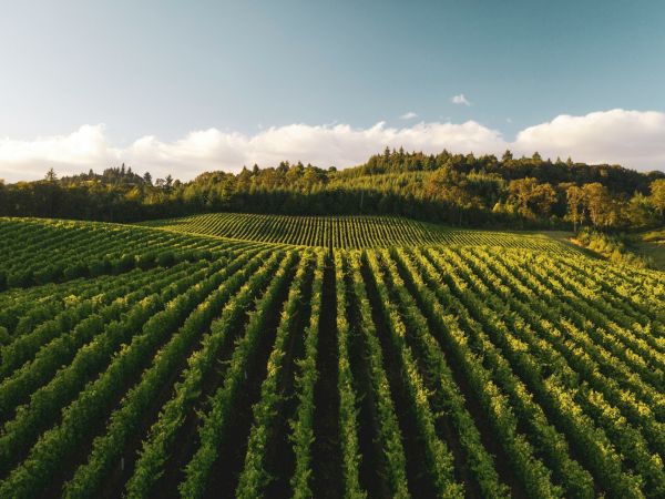 A vast vineyard with neatly aligned rows of grapevines stretching across rolling hills under a clear sky, bathed in warm sunlight.